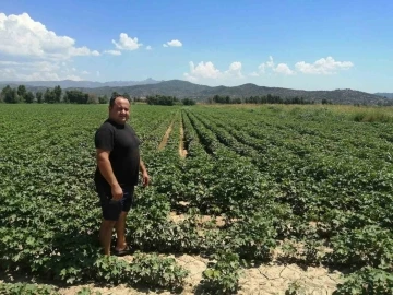 Söke’de pamuk alanlarında kontroller devam ediyor
