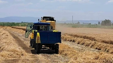 Söke Ovası’nda Buğday hasadı gecikmeli de olsa başladı
