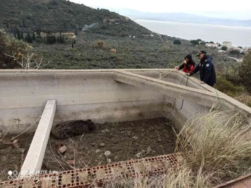 Bursa'da sulama havuzuna düşen yavru domuz son anda kurtarıldı 