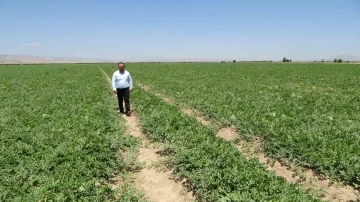 Sultansuyu’nda karpuz ve kavun hasadı için gün sayılıyor
