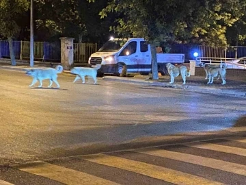 Sürü halinde gezen sokak hayvanları endişeye neden oluyor
