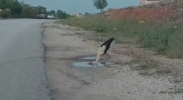 Sürüsünden kopan leylek yol kenarındaki su birikintisinden susuzluğunu giderdi
