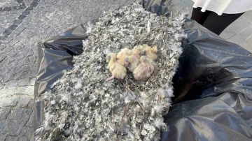 Tadilat esnasında bulunan güvercin yuvası çöpe bırakıldı
