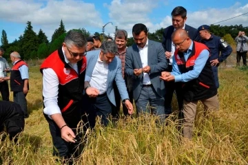 Tarım Liseli öğrencilerden çeltik hasadı
