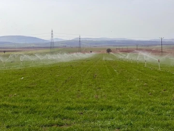 Tarım uzmanı uyardı: &quot;Fazla sulama insan ve hayvan sağlığına zarar verebilir&quot;
