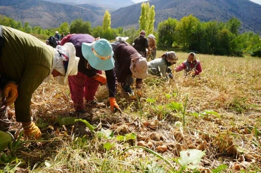 Tarımsal üretimin gerçek kahramanları kadınlardır
