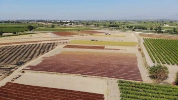 TARİŞ Üzüm Birliği kuru üzüm alım fiyatlarını artırdı
