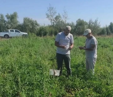 Tatvanlı çiftçilere “Feromon Tuzağı” desteği
