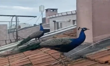 Tavus kuşları çatılarda geziyor, görenler şaşırıp kalıyor
