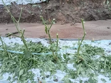 Tayland’da şiddetli fırtına ve dolu: 1 ölü
