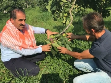 Taze incir ihracatı başladı