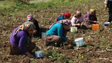 TBMM Kadın Erkek Fırsat Eşitliği Komisyonu, kadın istihdamı odaklı çalışma yürütecek