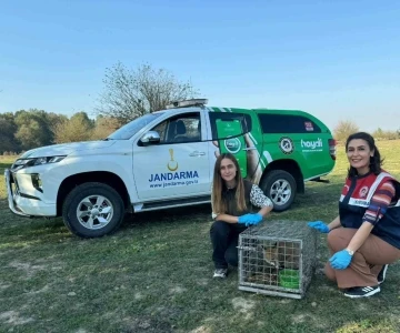 Tedavisi tamamlandı doğaya salındı
