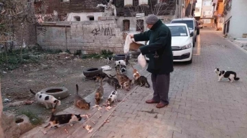 Tekirdağ’da kedi sokağı
