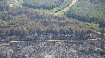 Tekirdağ Malkara'da çıkan orman yangını kontrol altına alındı