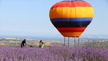 Tekirdağ'da lavanta tarlaları çok sayıda yerli ve yabancı turisti misafir etti