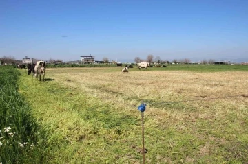 Teknoloji çobanları işsiz bırakıyor
