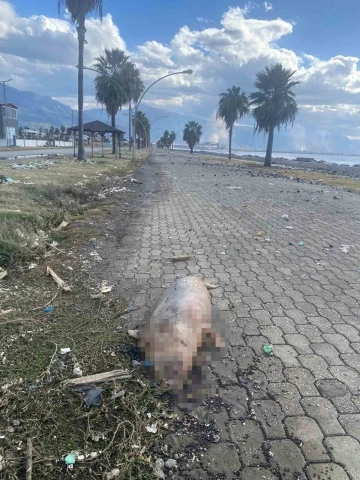 Telef olmuş Akdeniz foku kıyıya vurdu
