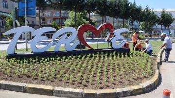 Terme Belediyesi kendi ürettiği çiçekleri dikiyor
