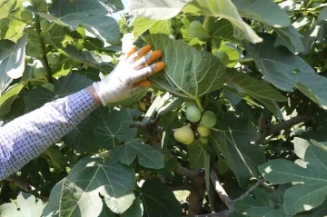 Tescilli Abbas incirinde hasat başladı
