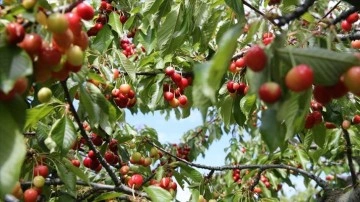 Tescilli Akşehir kirazında bahar yağışlarıyla rekolte beklentisi arttı