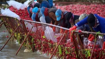 Tescilli Kadirli turpunun rekoltesinde düşüş beklenmiyor