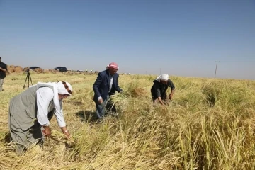 Tescilli Karacadağ pirincinin hasadına başlandı
