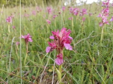 Tıbbi ve aromatik bitkiler orman köylüsünün geçim kaynağı oluyor