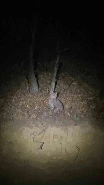 Tokat’ta nesli tükenme tehlikesi altında olan yaban kedisi görüntülendi
