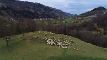 Trabzon'un dik yamaçlarındaki meralarda çobanların mesaisi sürüyor