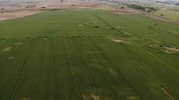 Trakya’da buğdayda yüksek rekolte beklentisi
