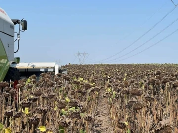 Trakya’da etkili olan aşırı sıcaklar geç ekilen ayçiçeğini olumsuz etkiliyor
