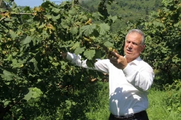 TTB Başkanı Eyyüp Ergan: “Açıklanan fındık fiyatları piyasa şartlarına göre uygundur”
