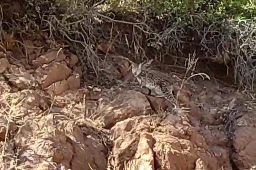 Tunceli’de nesli tükenme tehlikesi altında bulunan vaşak görüntülendi
