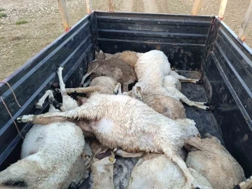 Tunceli’de sürüye yıldırım isabet etti: 16 koyun telef oldu
