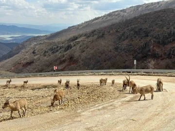 Tunceli’de tuz için kara yoluna inen yaban keçileri görüntülendi
