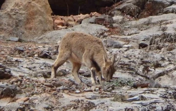 Tunceli’de vatandaşlar yol kenarına inen dağ keçilerini izledi
