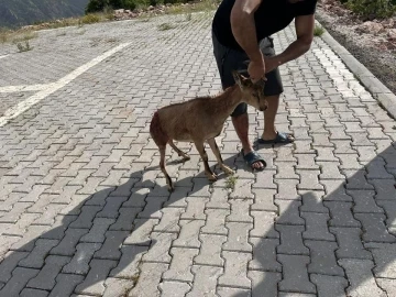 Tunceli’de yaralı bulunan dağ keçisi koruma altına alındı
