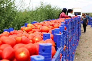 Turfanda domateste hasat sürüyor, 115 bin ton rekolte bekleniyor
