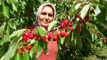 Turfanda kiraz çıktı: İlk hasatlar Norveç, Almanya ve Rusya’ya
