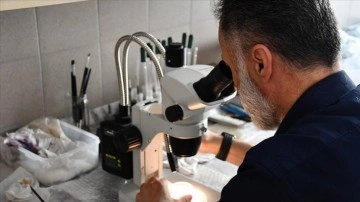 Bursa'da bilim insanları yeni bir parazit türü keşfetti