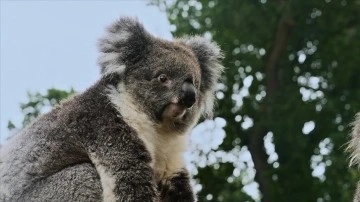 Turkish Cargo, koala Yani'yi yeni yuvasına kavuşturdu