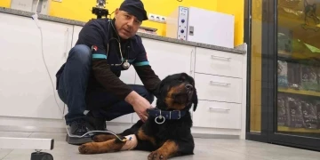 Türkiye’de 13 milyon civarında kedi ve köpek, 200’ün üzerinde bulaşıcı hastalık var
