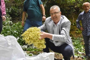 Türkiye’nin en büyük ıhlamur ormanlarında hasat gün sayıyor
