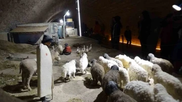 Türkiye’nin ilk ve tek peynir müzesine yoğun ilgi
