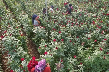 Türkiye’nin kış gülü Mersin’den: Üreticiler şimdi de ihracata hazırlanıyor
