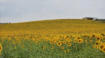 Türkiye'de ayçiçeği ekim alanları yaklaşık yüzde 15 arttı