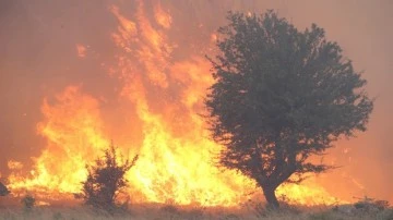 Ülkemizde yaşanan yangınlarda son durum! 