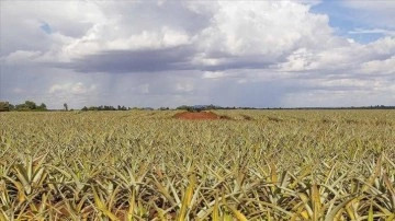 Uluslararası kuruluşlar "küresel gıda ve beslenme krizine karşı acil eylem" çağrısı yaptı