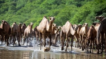 Ummanlılar, develerini otlattıkları "El-Hatala" mevsimini festival havasında geçiriyor